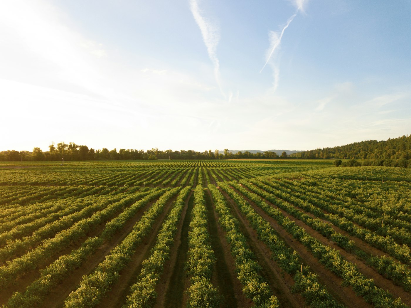 Green rows, well into the season