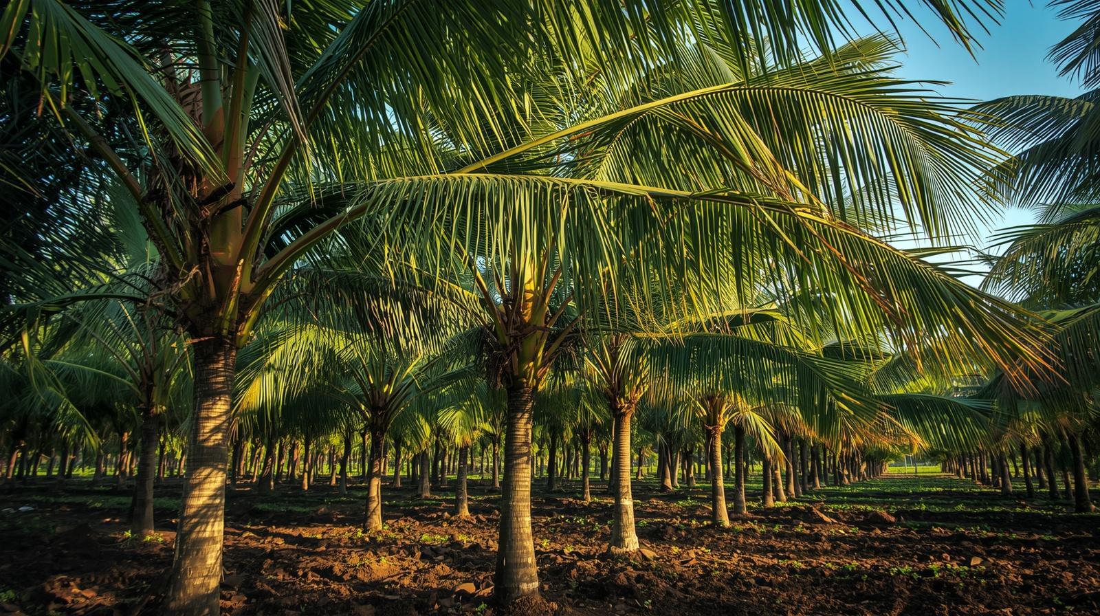_ Choose farmland _ coconut plantation image